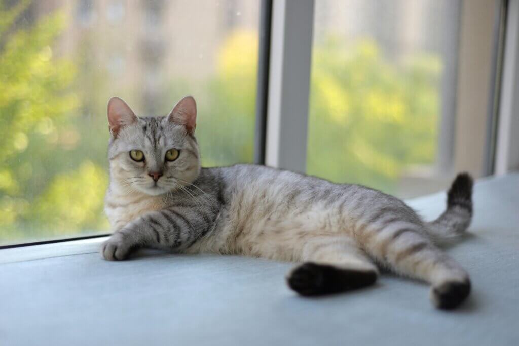 Gray tabby cat with yellow eyes lying on a windowsill with a blurred green background outside.