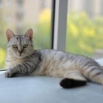 Gray tabby cat with yellow eyes lying on a windowsill with a blurred green background outside.