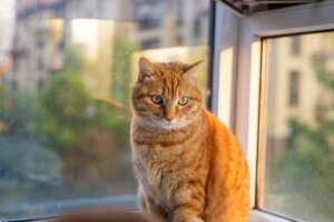 Orange tabby cat sitting on a windowsill with green eyes looking down, sunlight illuminating its fur