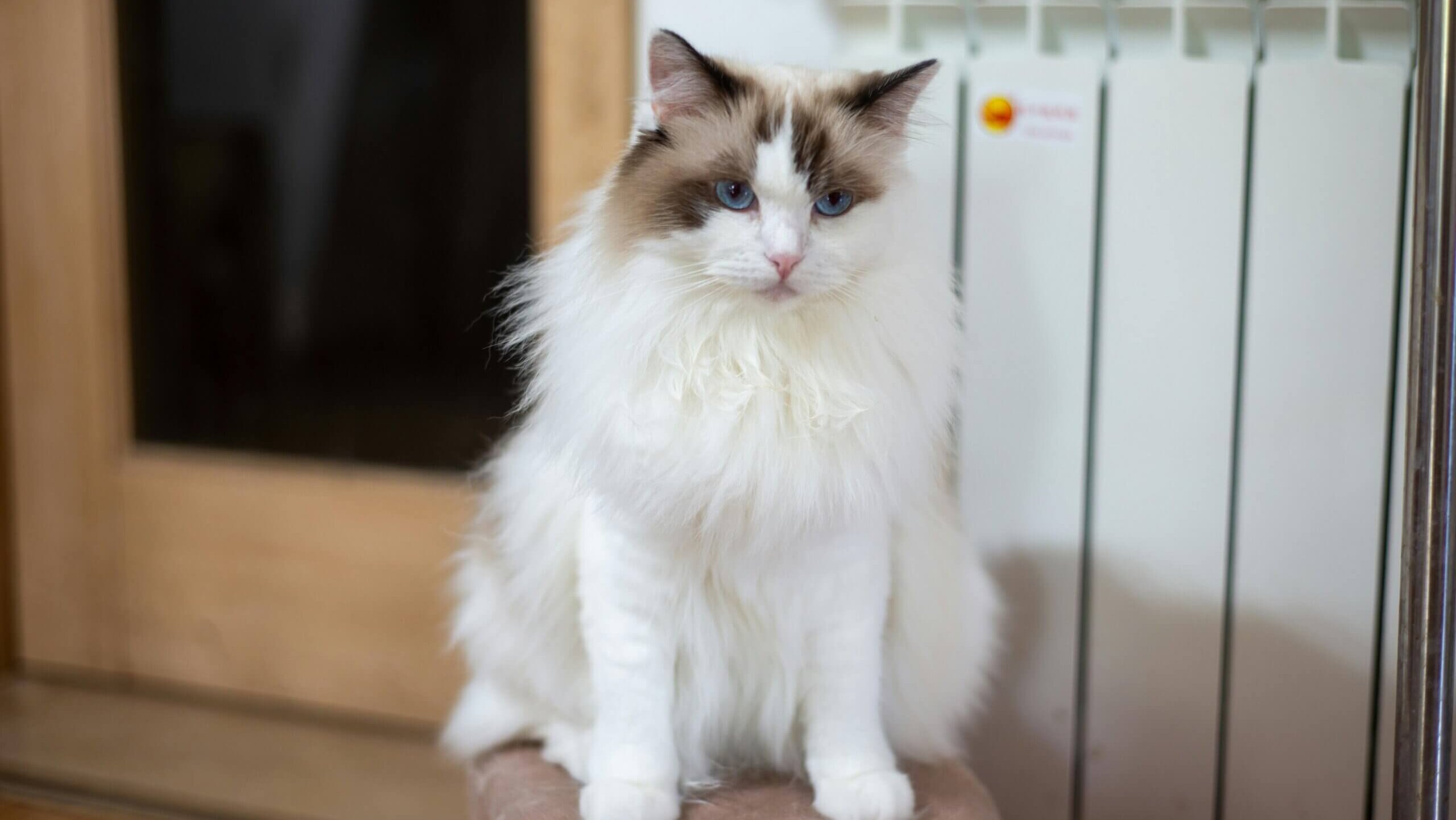 Fluffy white and brown Ragdoll cat with blue eyes sitting indoors near a radiator and wooden door.