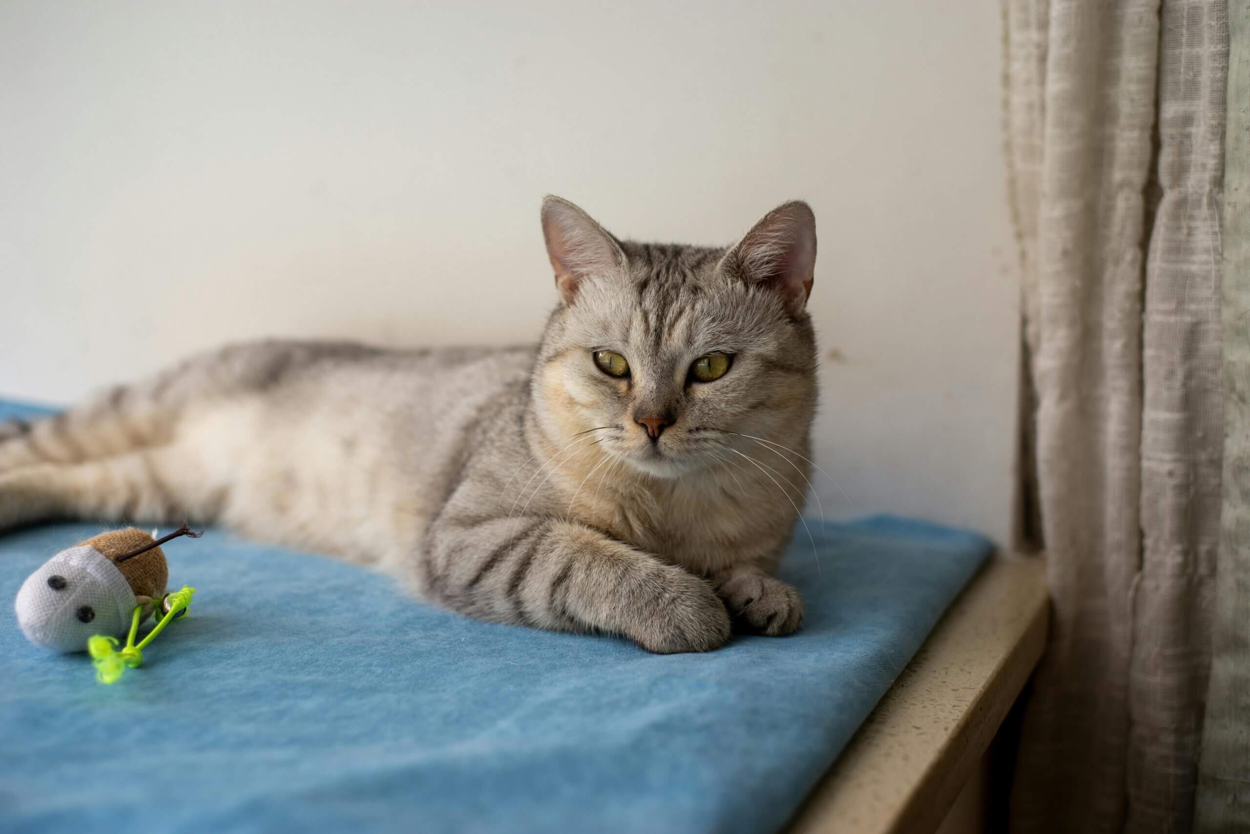 Gray tabby cat lying on a blue blanket next to a small fabric toy on a windowsill with beige curtains.