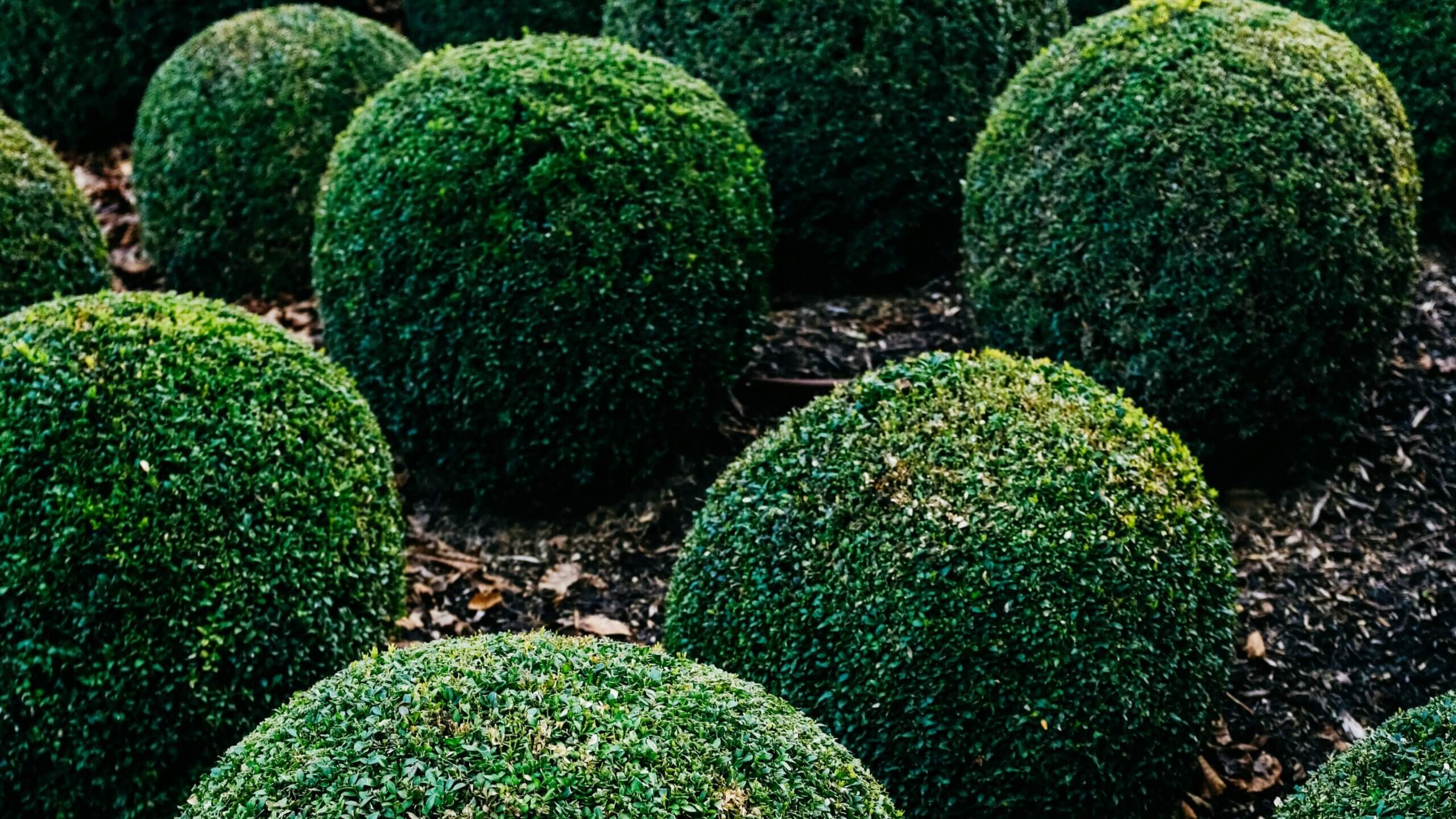 Closely trimmed green boxwood shrubs shaped into neat spheres in a garden bed with mulch.