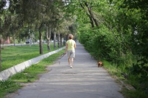 Person in yellow shirt walking a small brown dog on a tree-lined sidewalk in a park