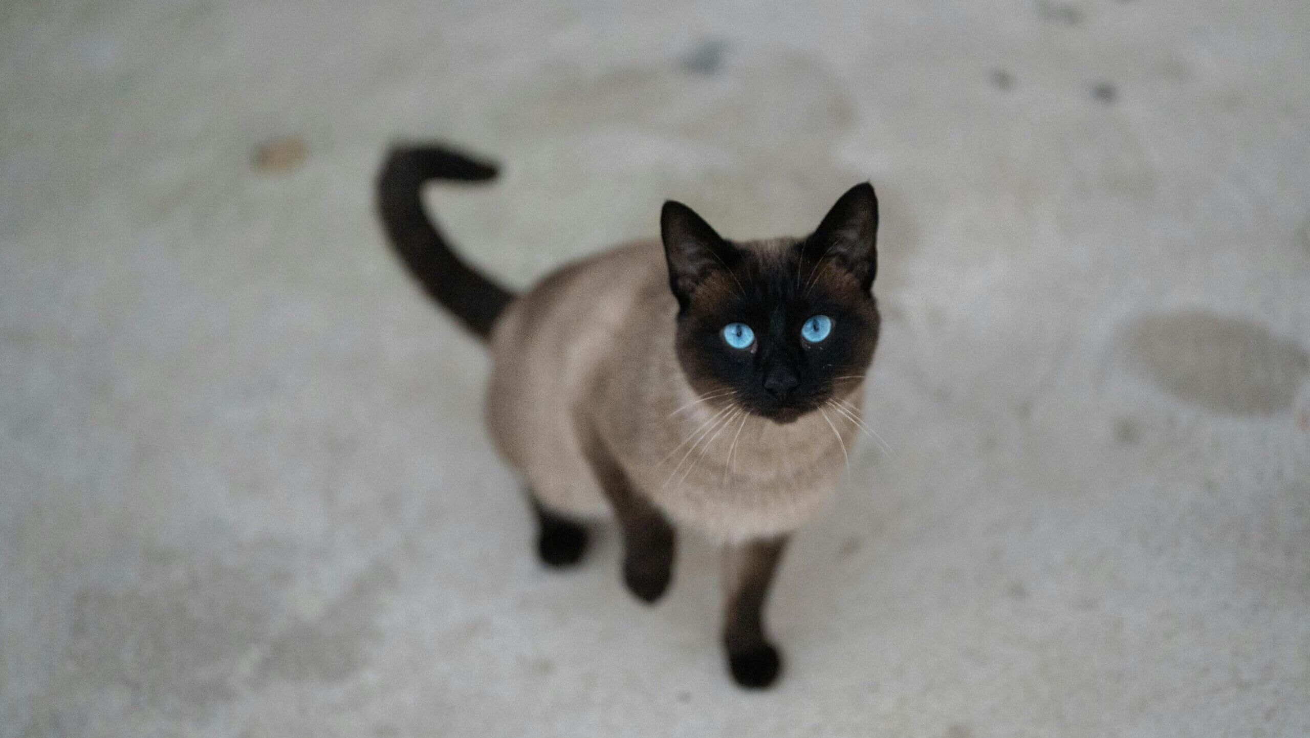 Siamese cat with blue eyes standing on a light gray surface looking up