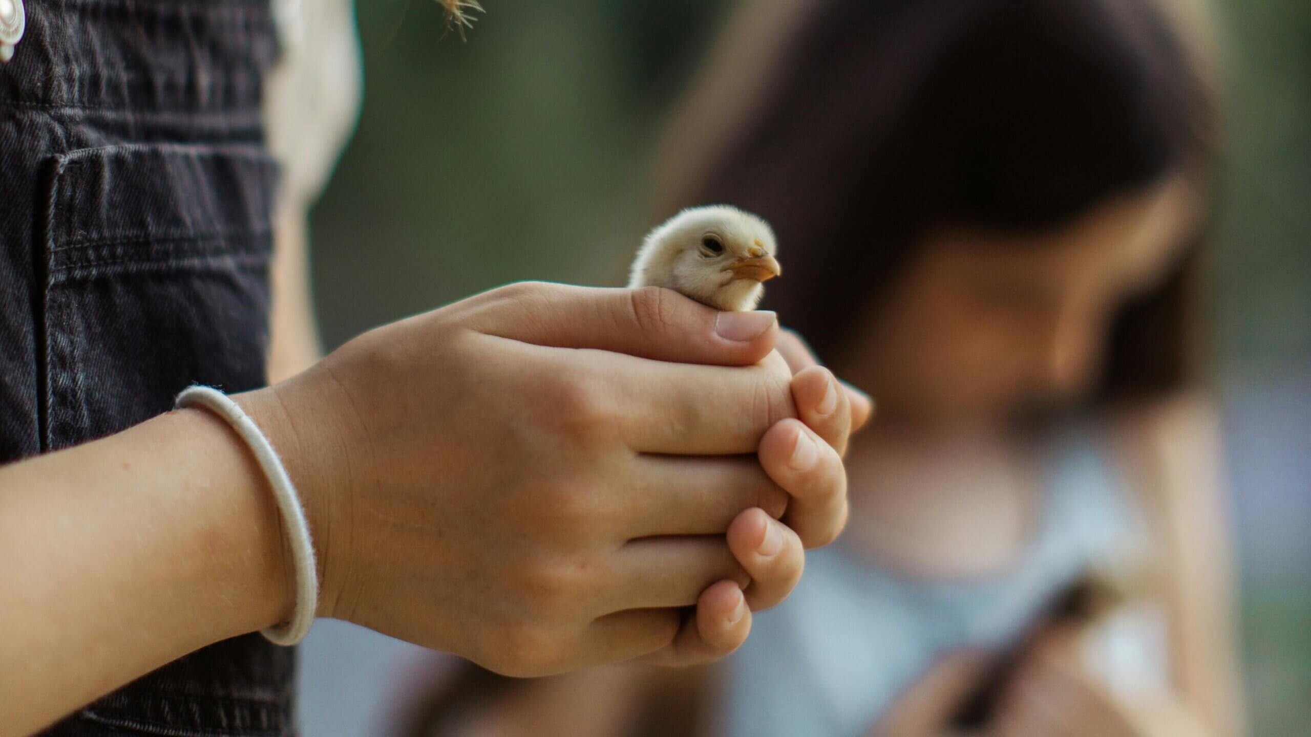 Child holding a small yellow chick gently in their hands outdoors with another child blurred in the background