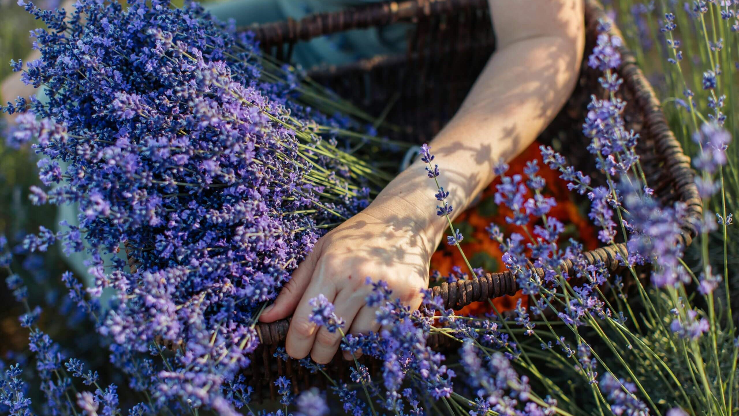 Hand holding a basket filled with freshly picked lavender flowers in a sunlit field.
