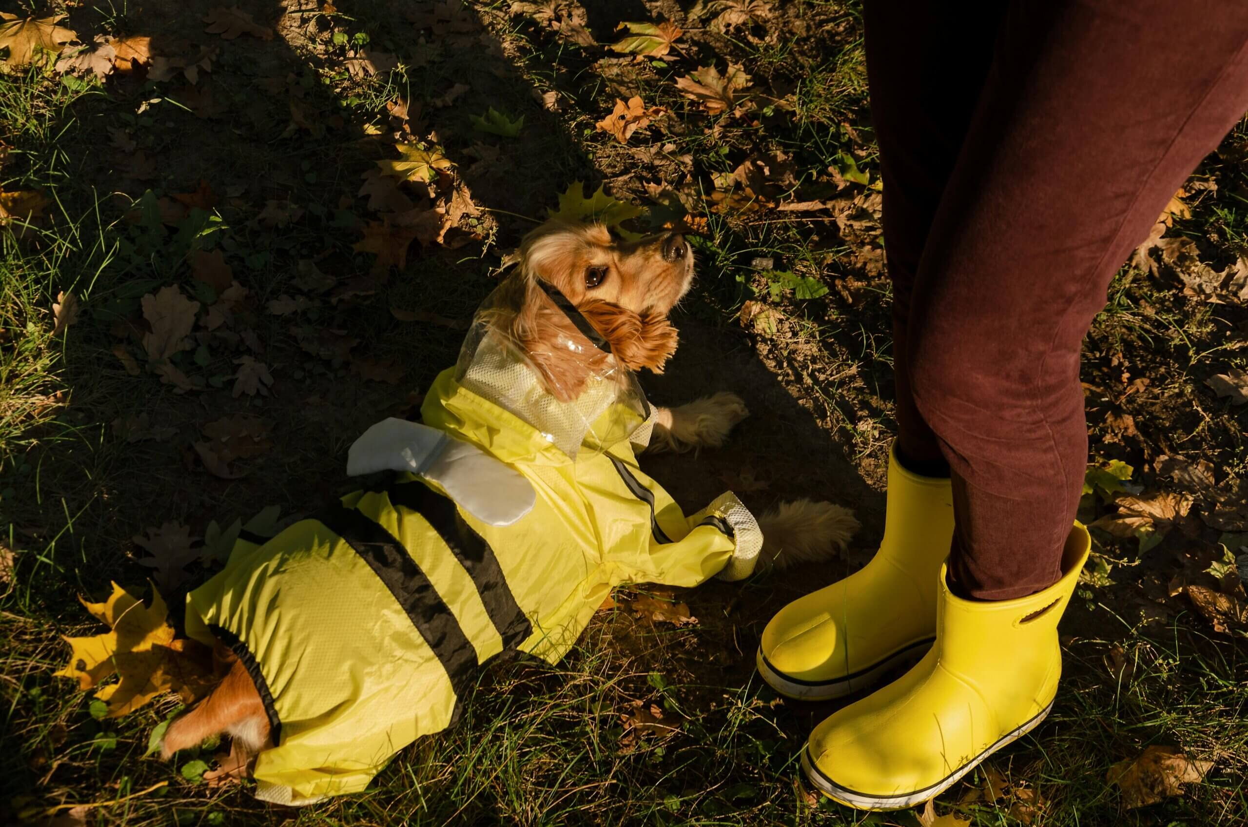 Dog wearing a yellow bee costume lying on grass next to a person in yellow rain boots and brown pants