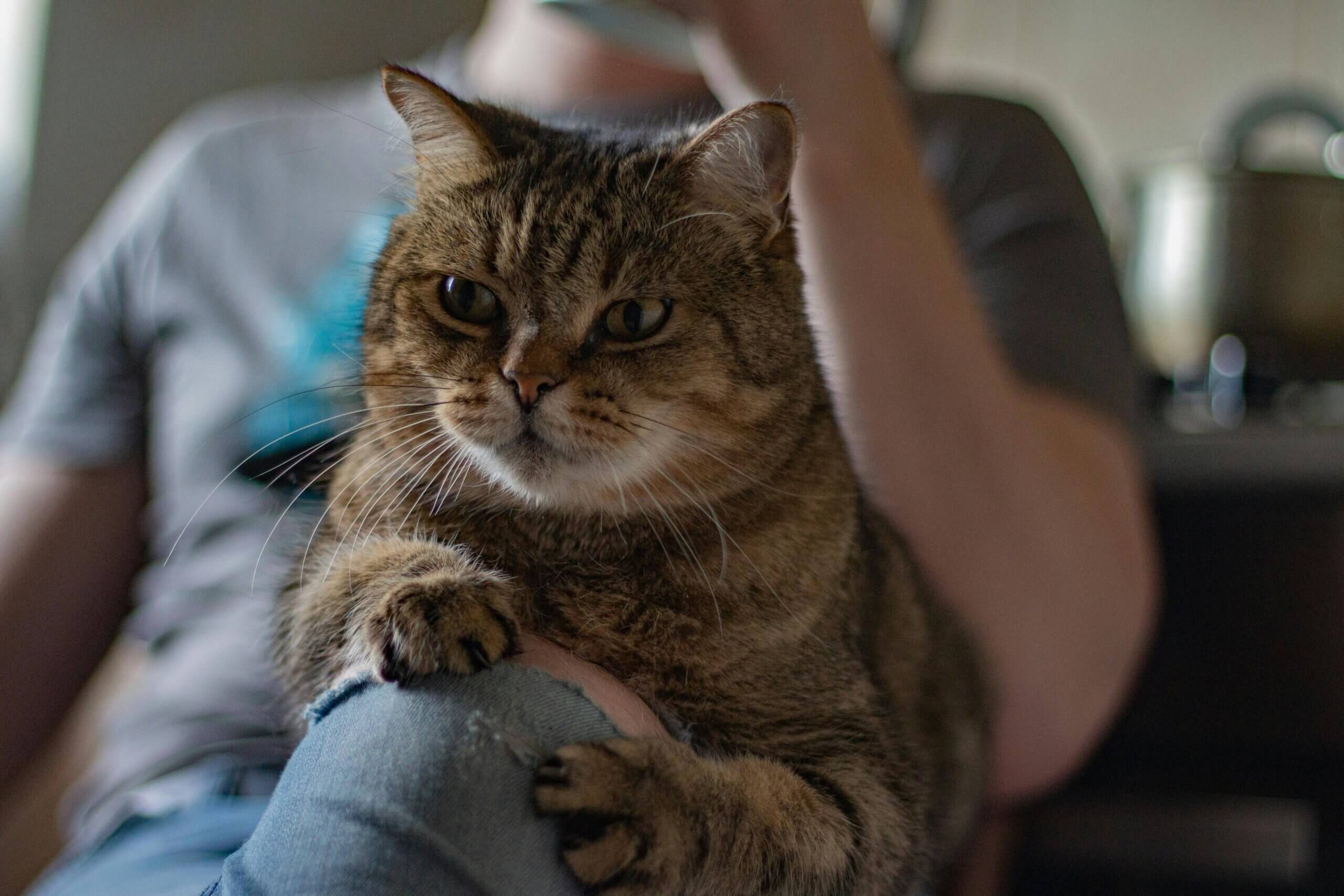 Tabby cat resting its paws on a person's ripped denim jeans in a dimly lit room.