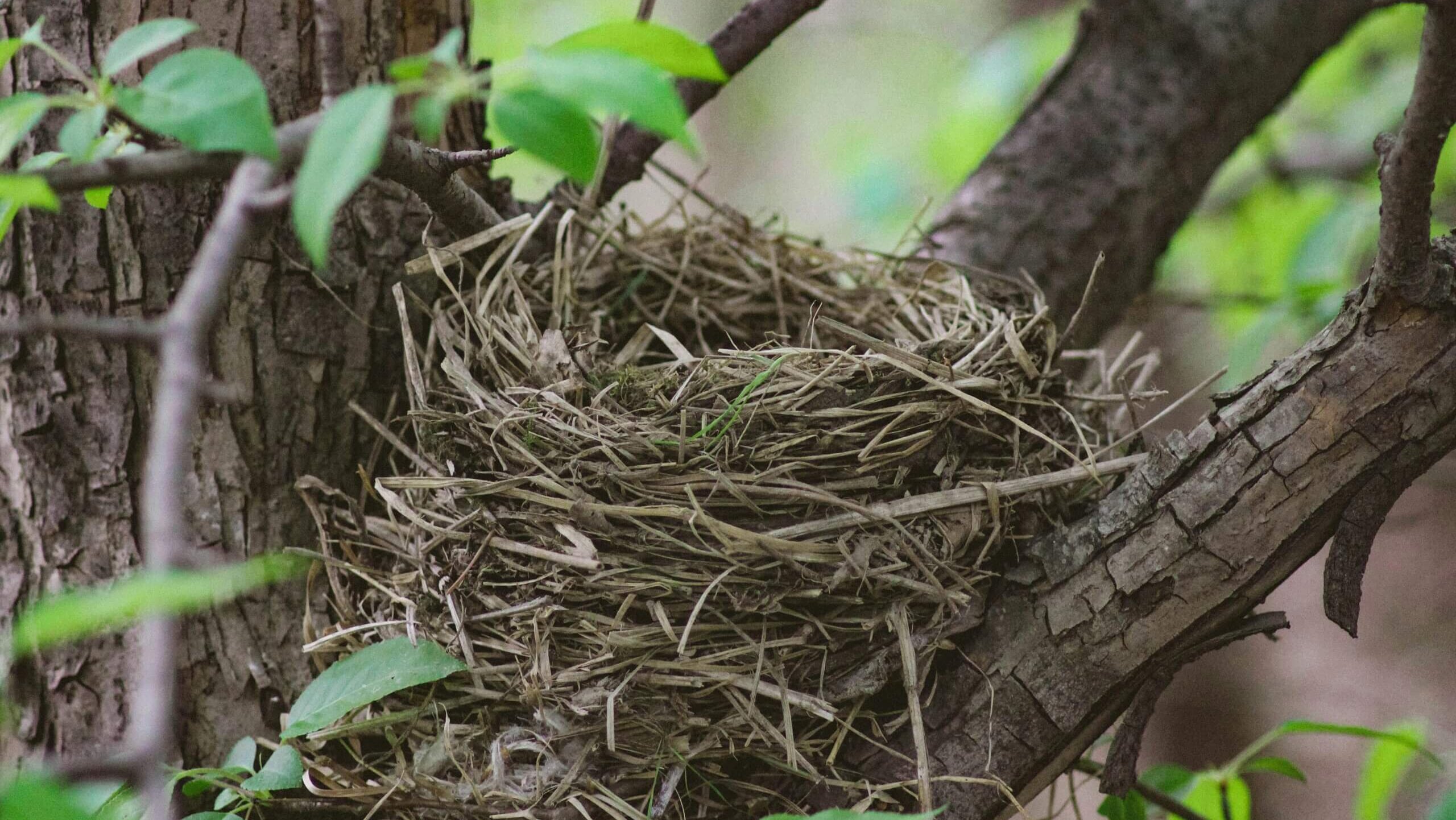 Empty bird nest made of twigs and grass on a tree branch surrounded by green leaves