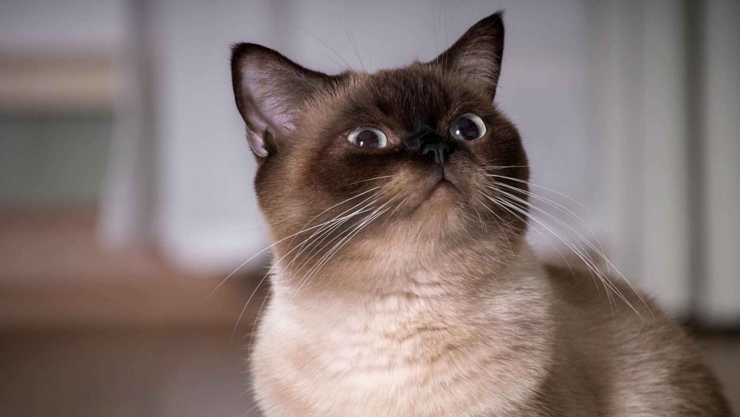 Close-up of a Siamese cat with blue eyes looking upward indoors