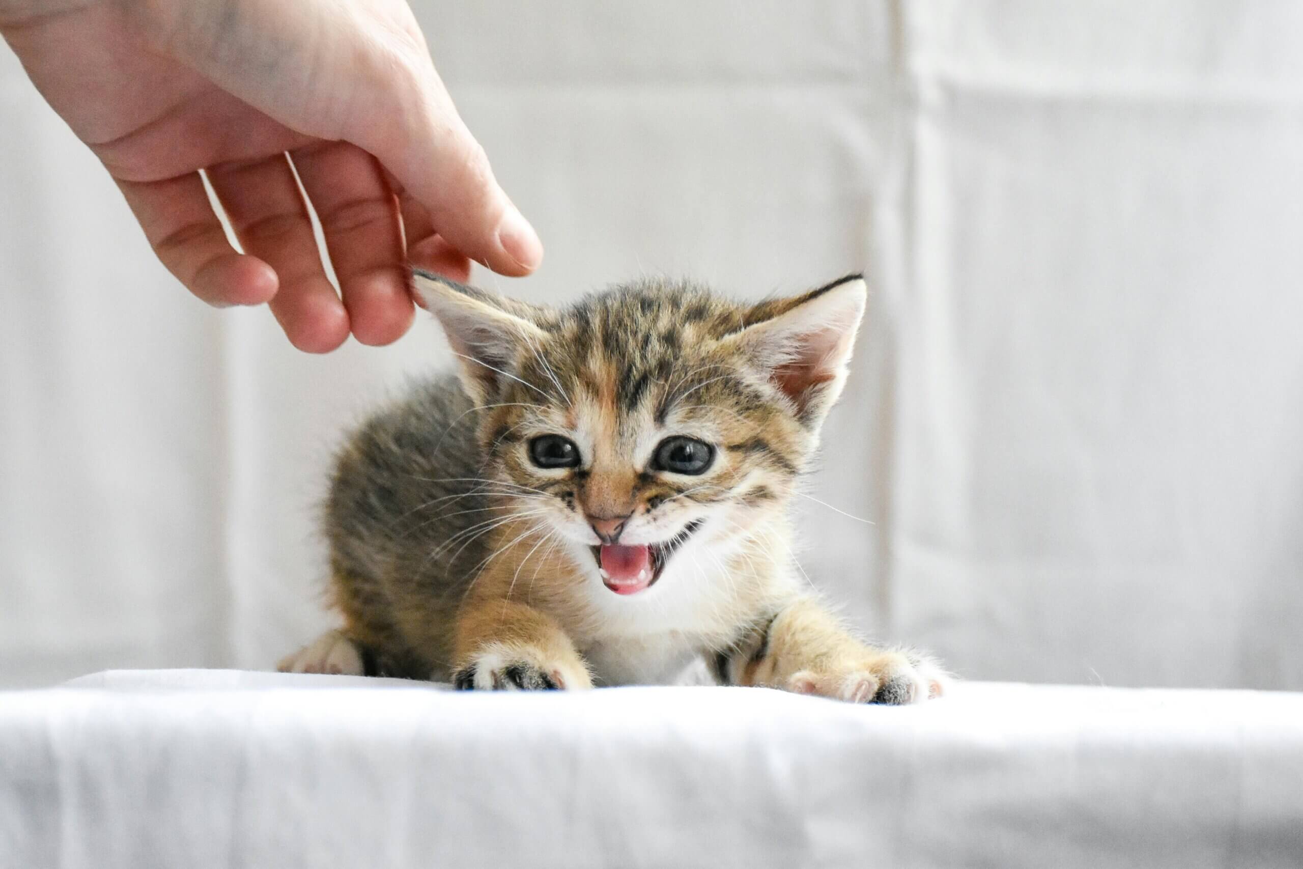 Hand reaching to pet a small tabby kitten with mouth open on a white surface