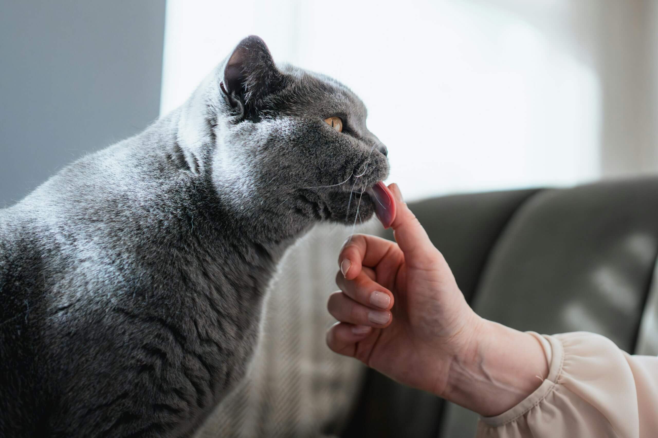 Gray cat licking a person's finger indoors on a couch.