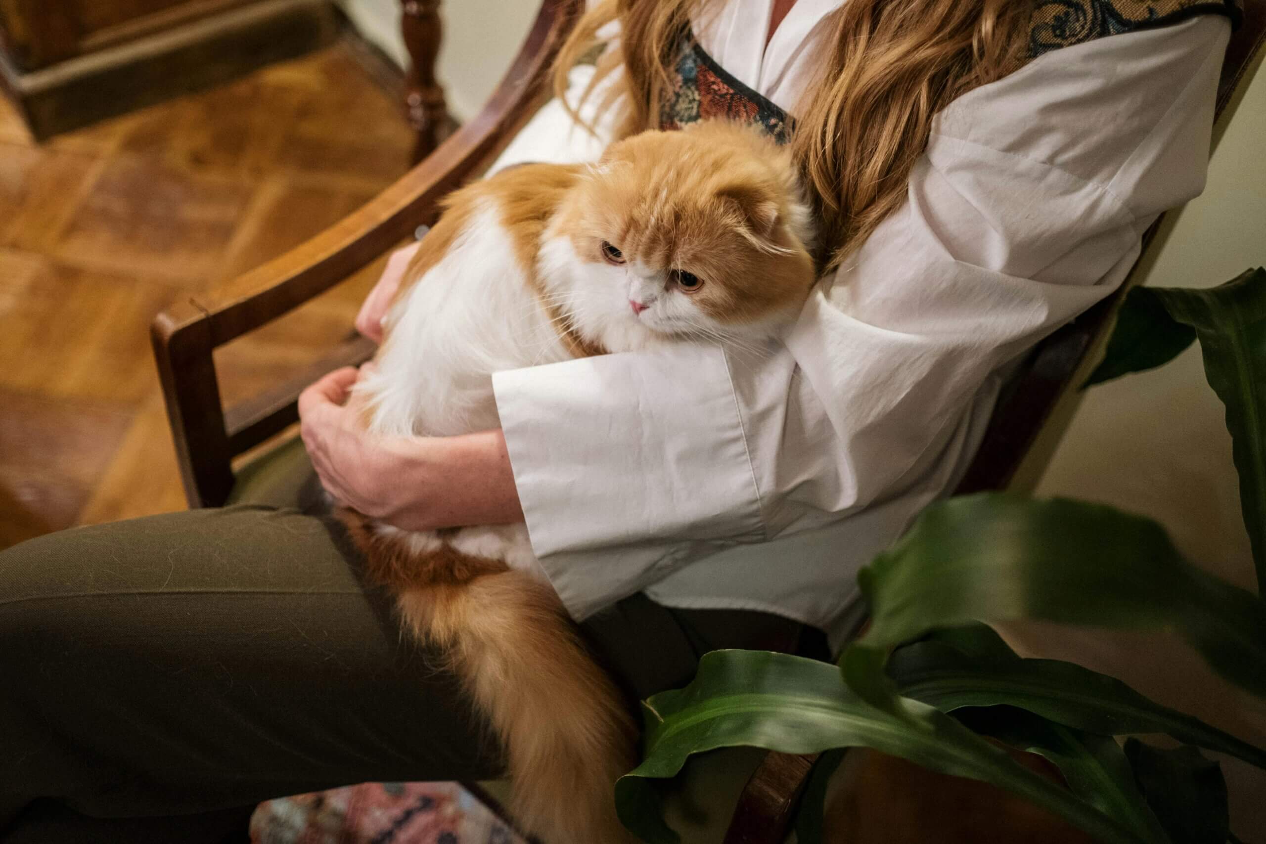 Person in white shirt holding a fluffy orange and white cat while sitting on a wooden chair