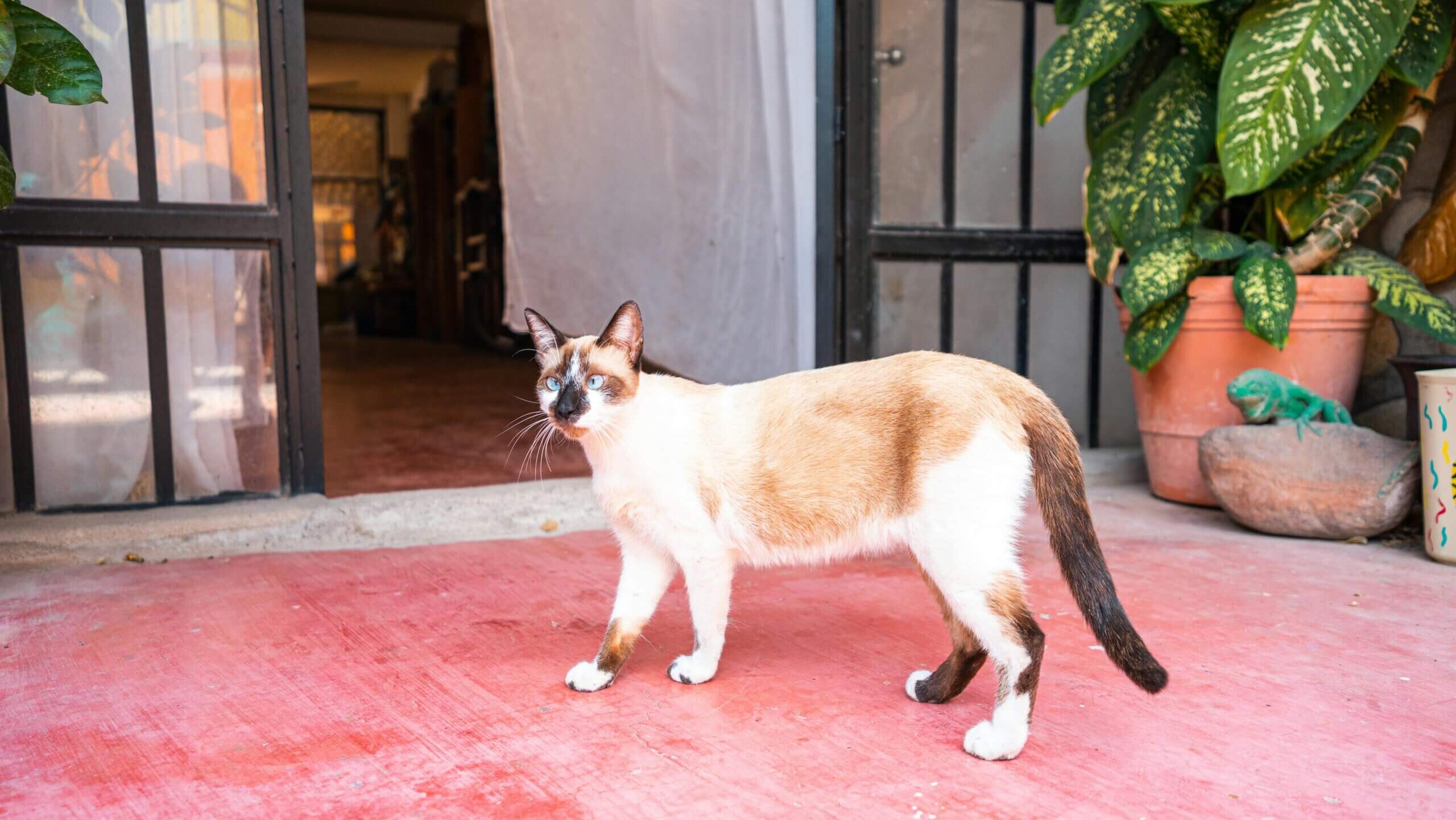 Siamese cat with blue eyes walking on red floor near open door and potted plants
