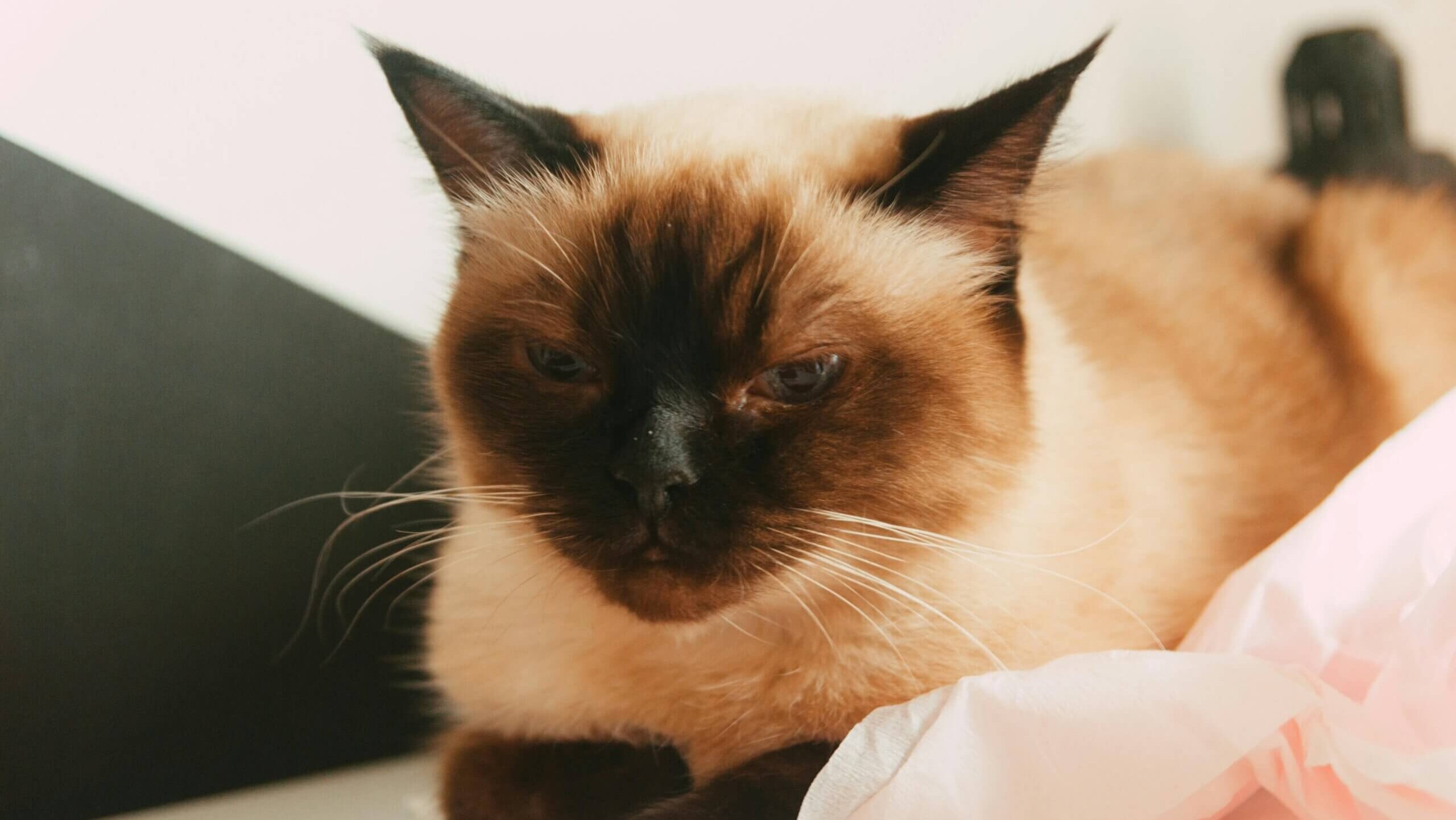 Close-up of a Siamese cat resting on a surface with a pink cloth nearby.