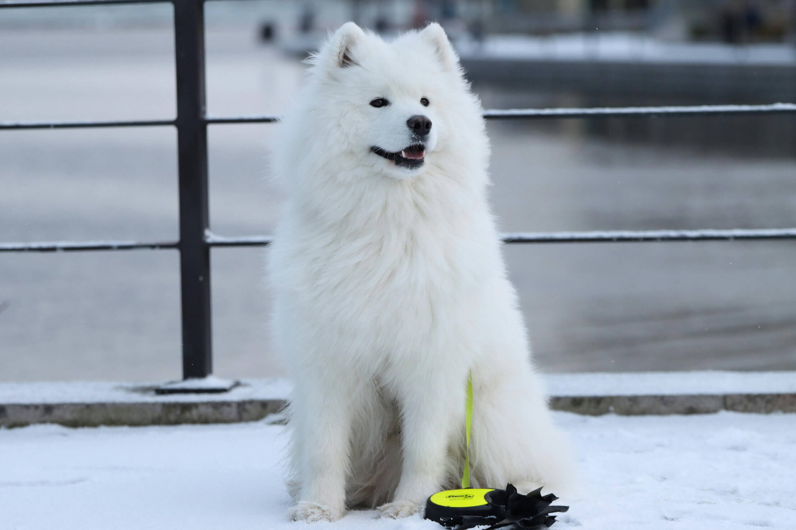 White Samoyed dog sitting on snow next to a yellow and black retractable leash