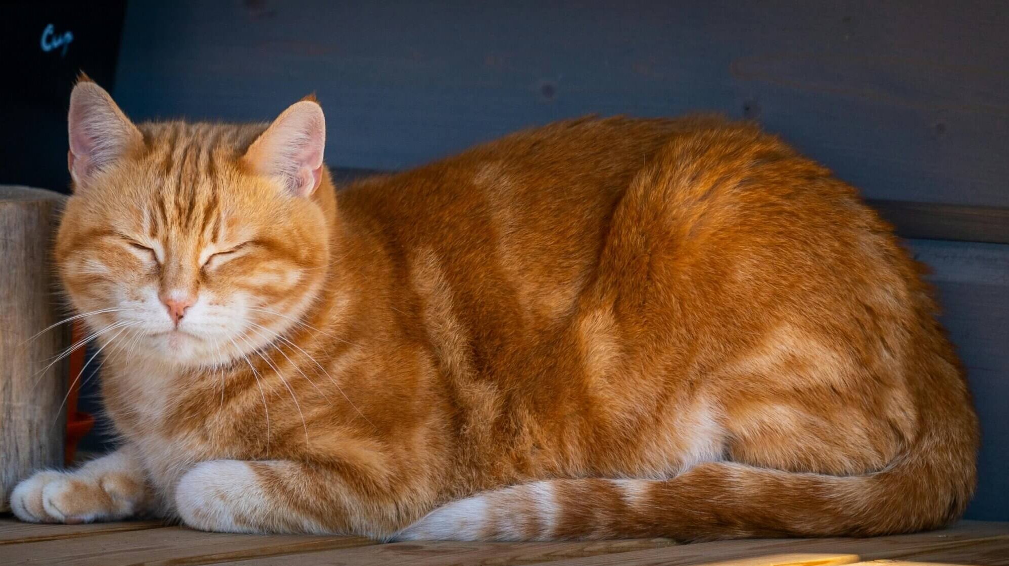 Orange tabby cat with closed eyes resting on wooden floor next to a log piece