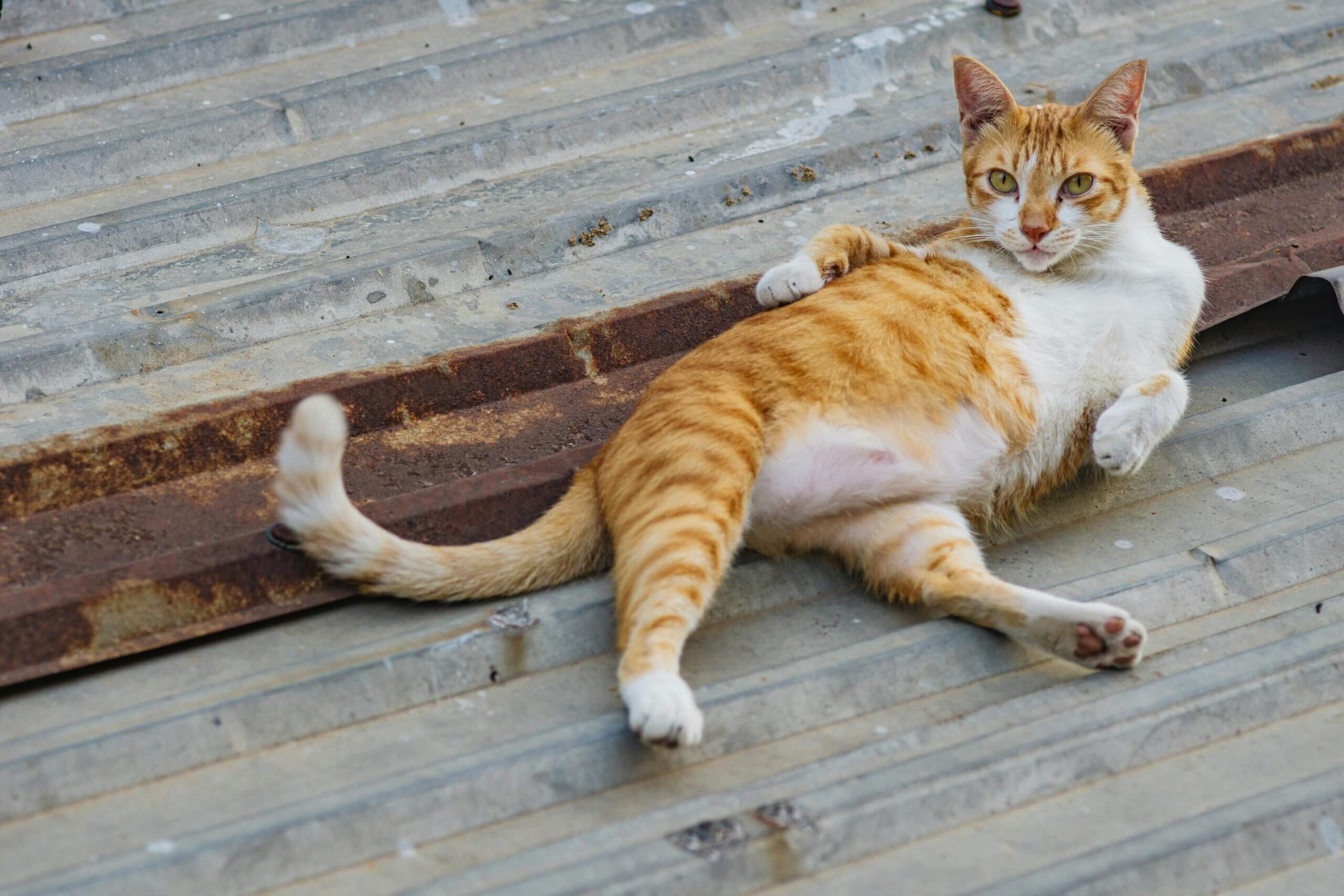 Orange and white cat lying on a rusty corrugated metal roof looking at the camera