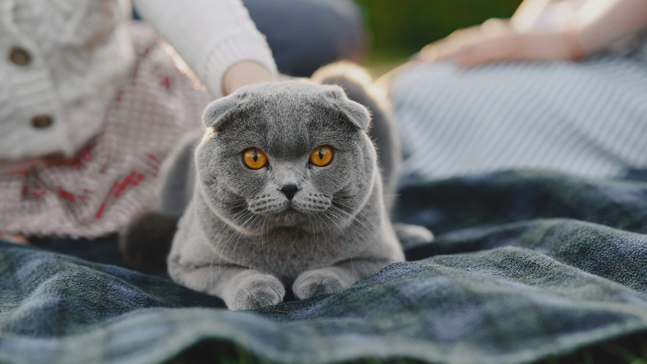 Gray Scottish Fold cat with orange eyes lying on a blanket outdoors with people nearby