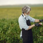 Man with gray hair and beard wearing black apron pruning plants in a vineyard with pruning shears and gloves