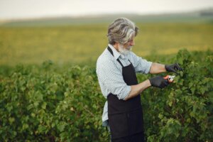 Man with gray hair and beard wearing black apron pruning plants in a vineyard with pruning shears and gloves