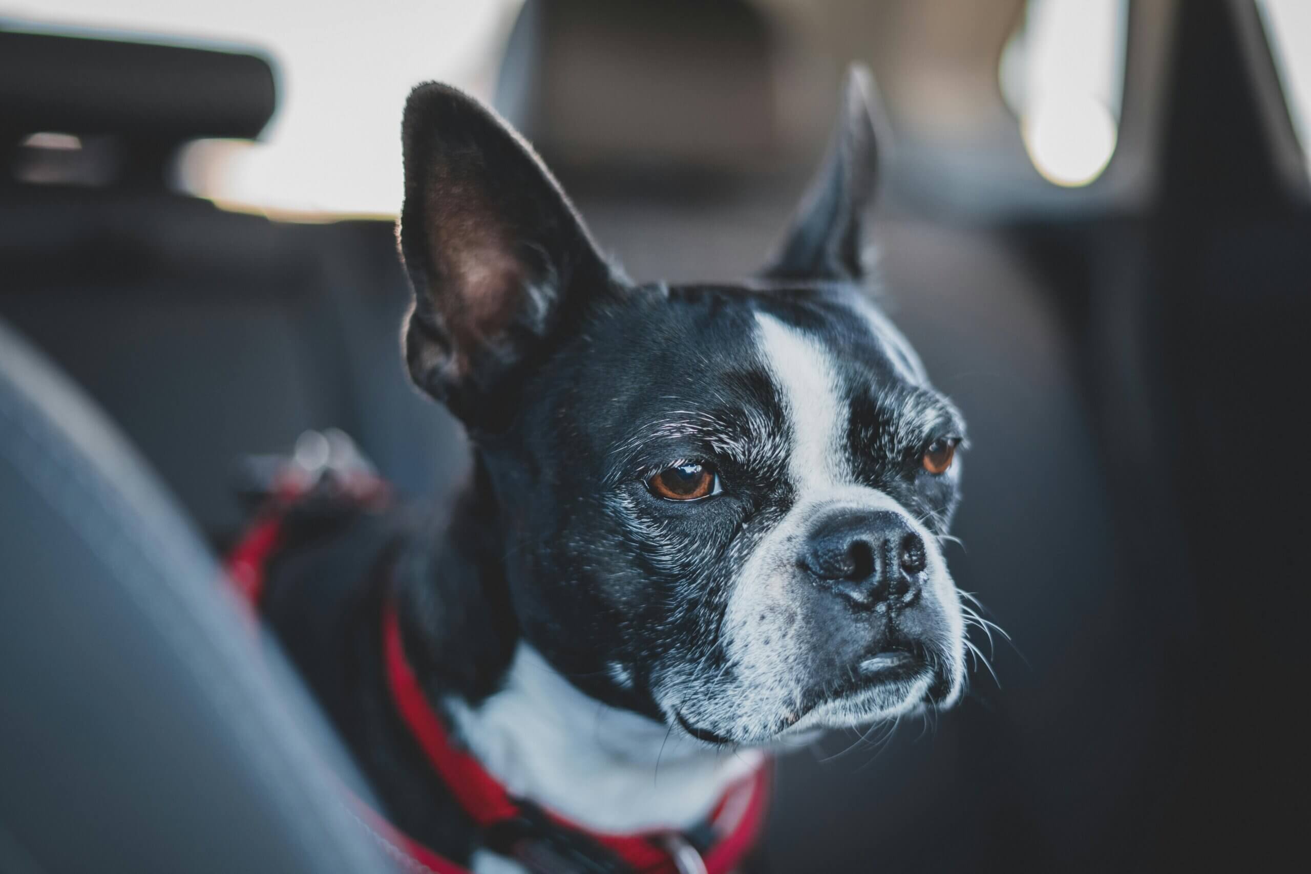 Black and white Boston Terrier dog wearing a red harness sitting inside a car.