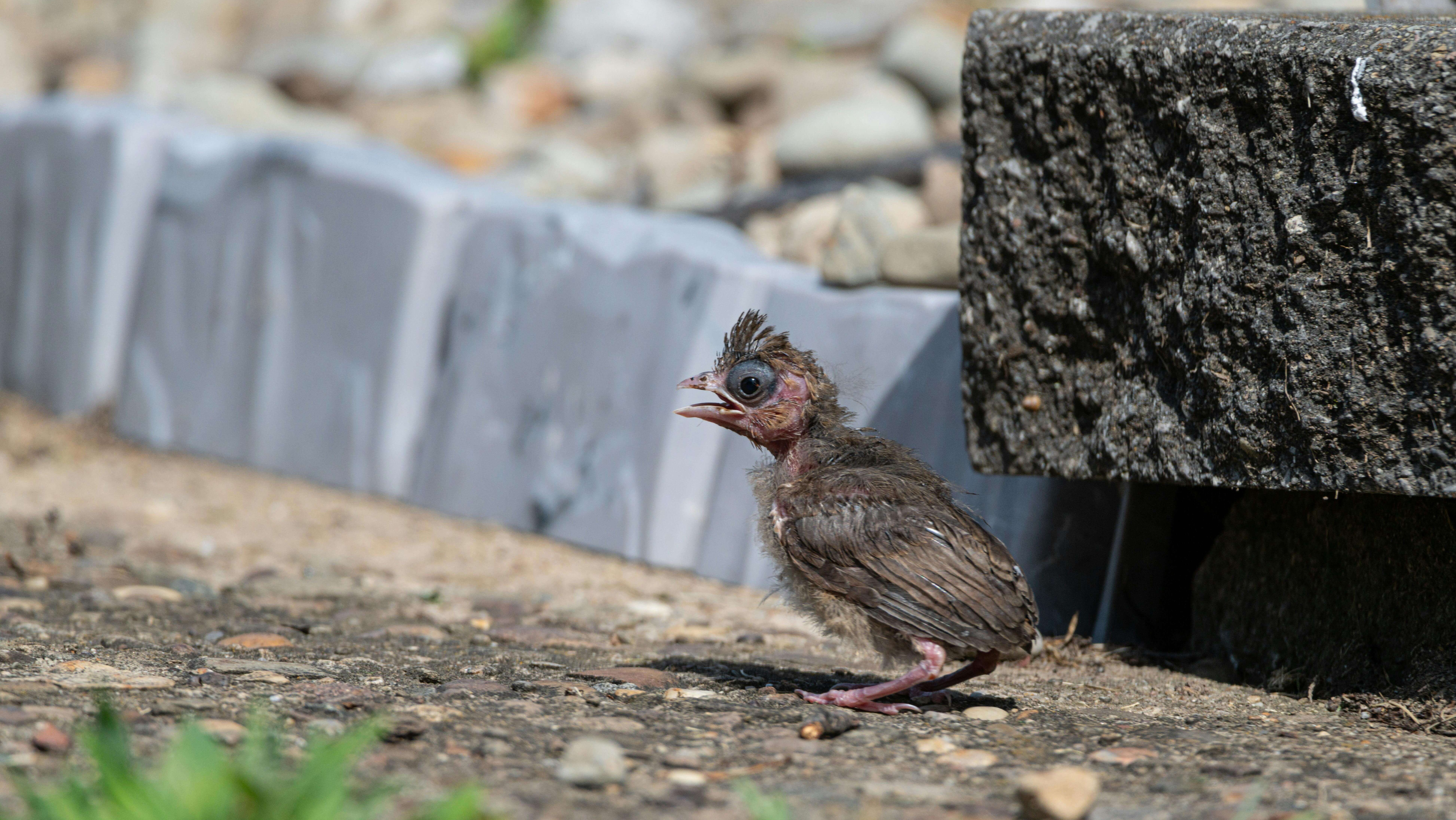 Newly hatched bird chick with sparse feathers standing on rocky ground near a concrete edge
