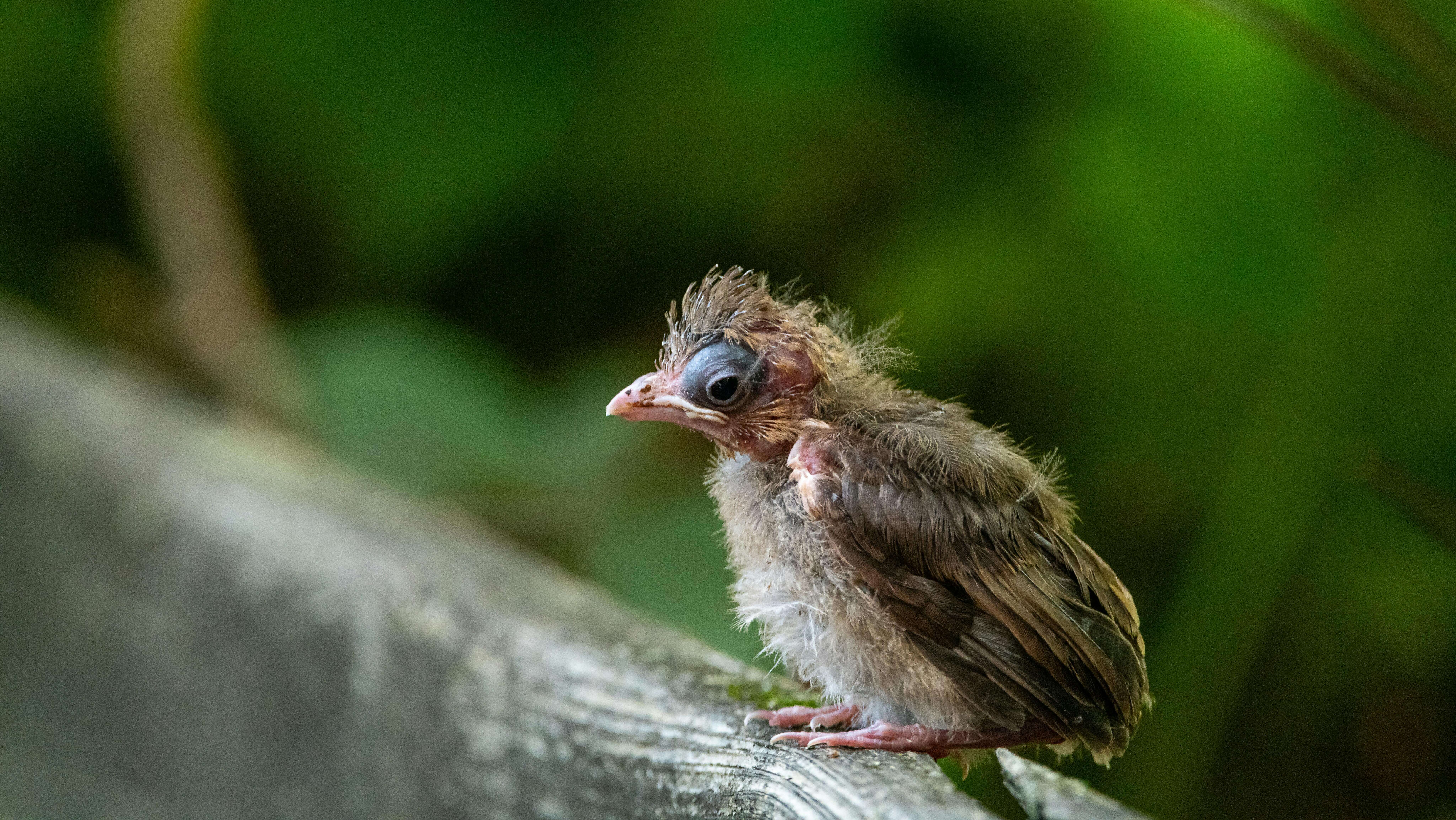 Close-up of a small, fluffy baby bird with sparse feathers perched on a wooden surface against a green blurred background.