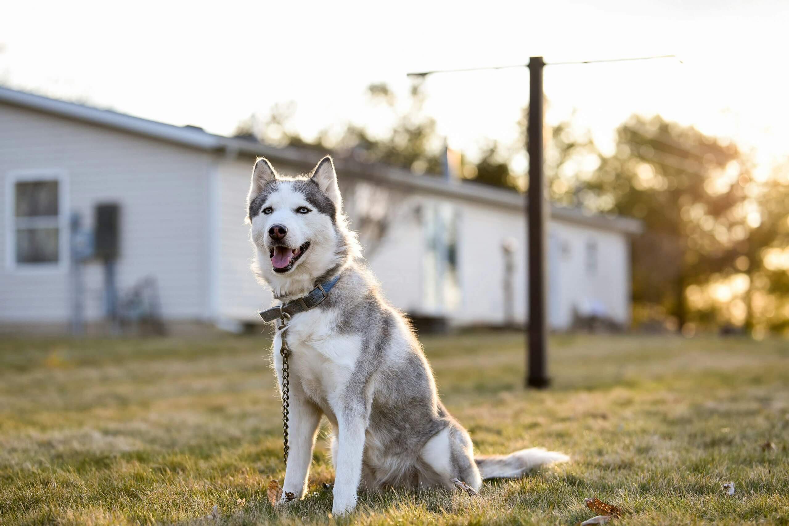 Siberian Husky with blue eyes sitting on grass in front of a white house at sunset.