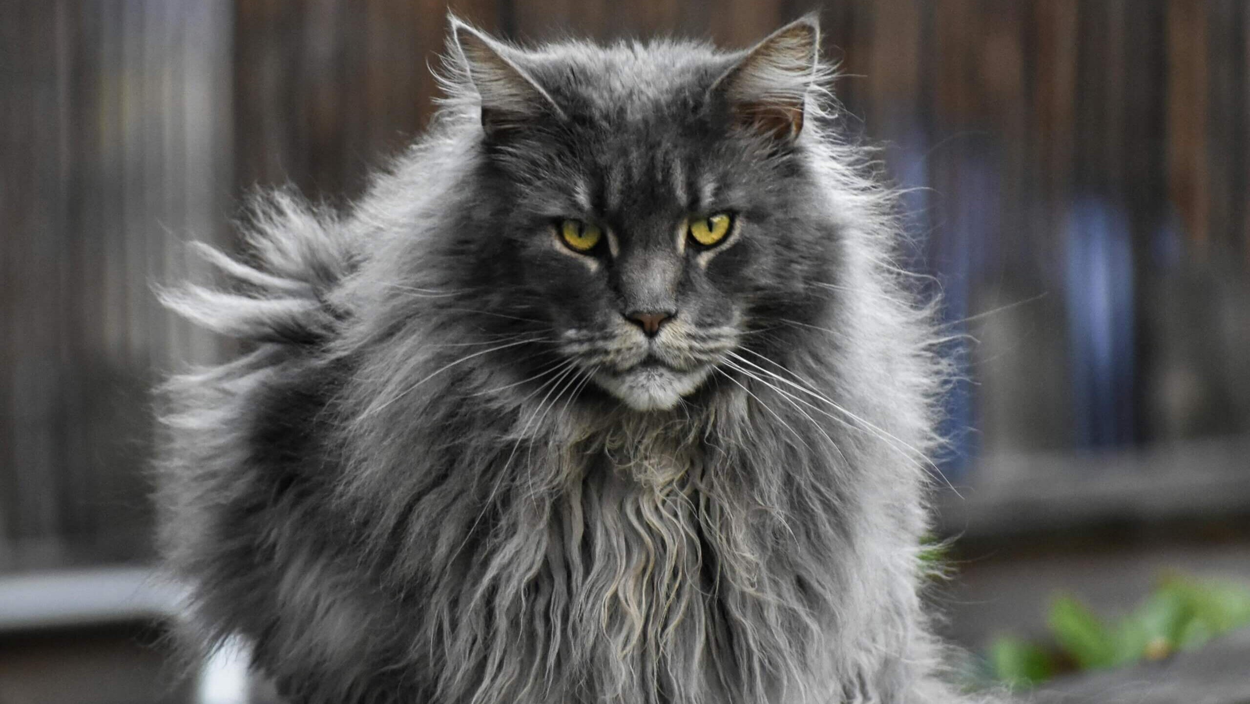 Fluffy gray Maine Coon cat with yellow eyes sitting on a wooden fence outdoors