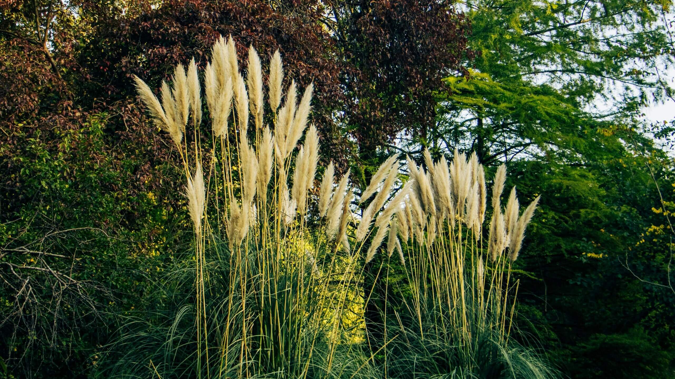 Tall pampas grass with feathery plumes against a backdrop of green and brown trees in a natural setting