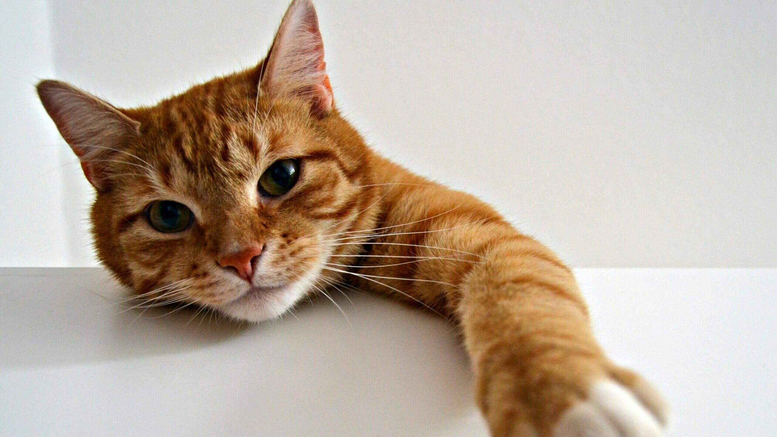 Orange tabby cat reaching forward with paw against a white background