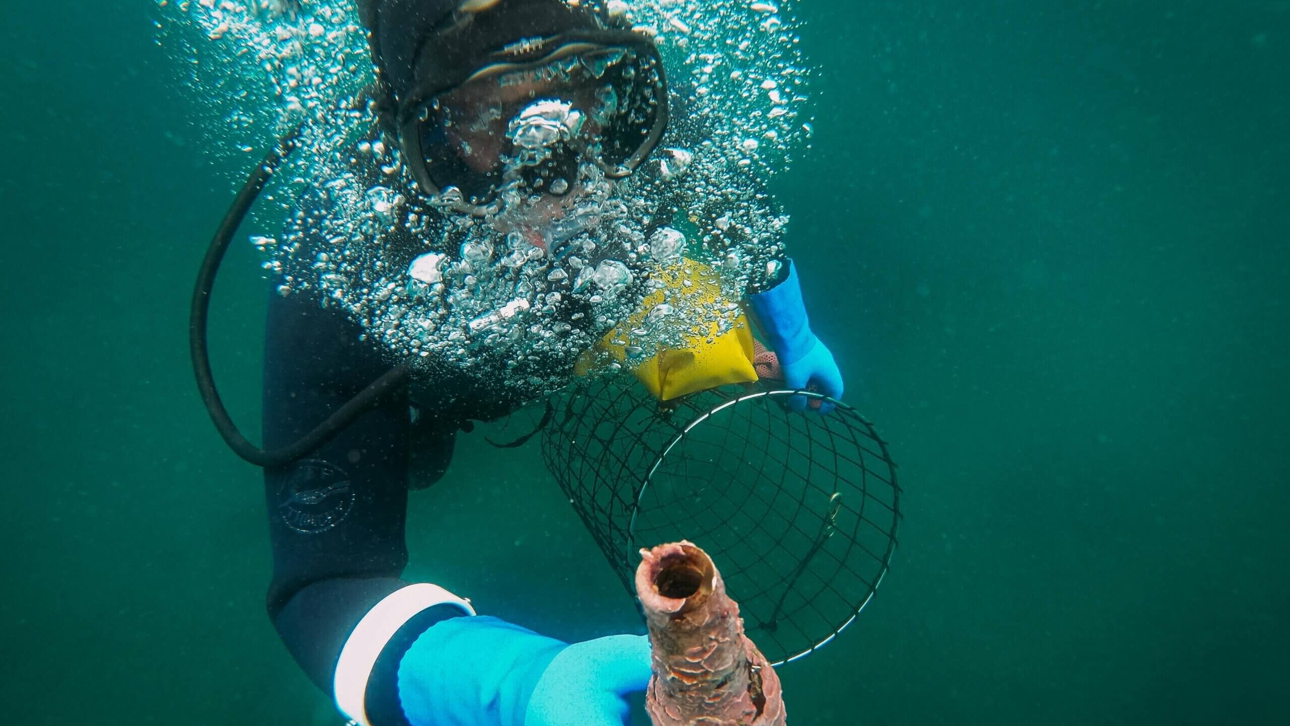 Scuba diver wearing blue gloves holding a sea cucumber underwater with a metal mesh basket.
