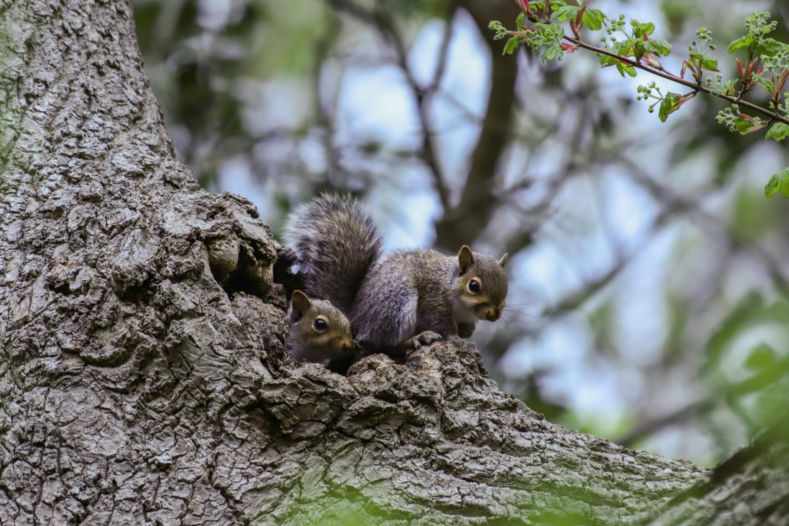 Two baby squirrels peeking out from a tree hollow surrounded by green leaves.