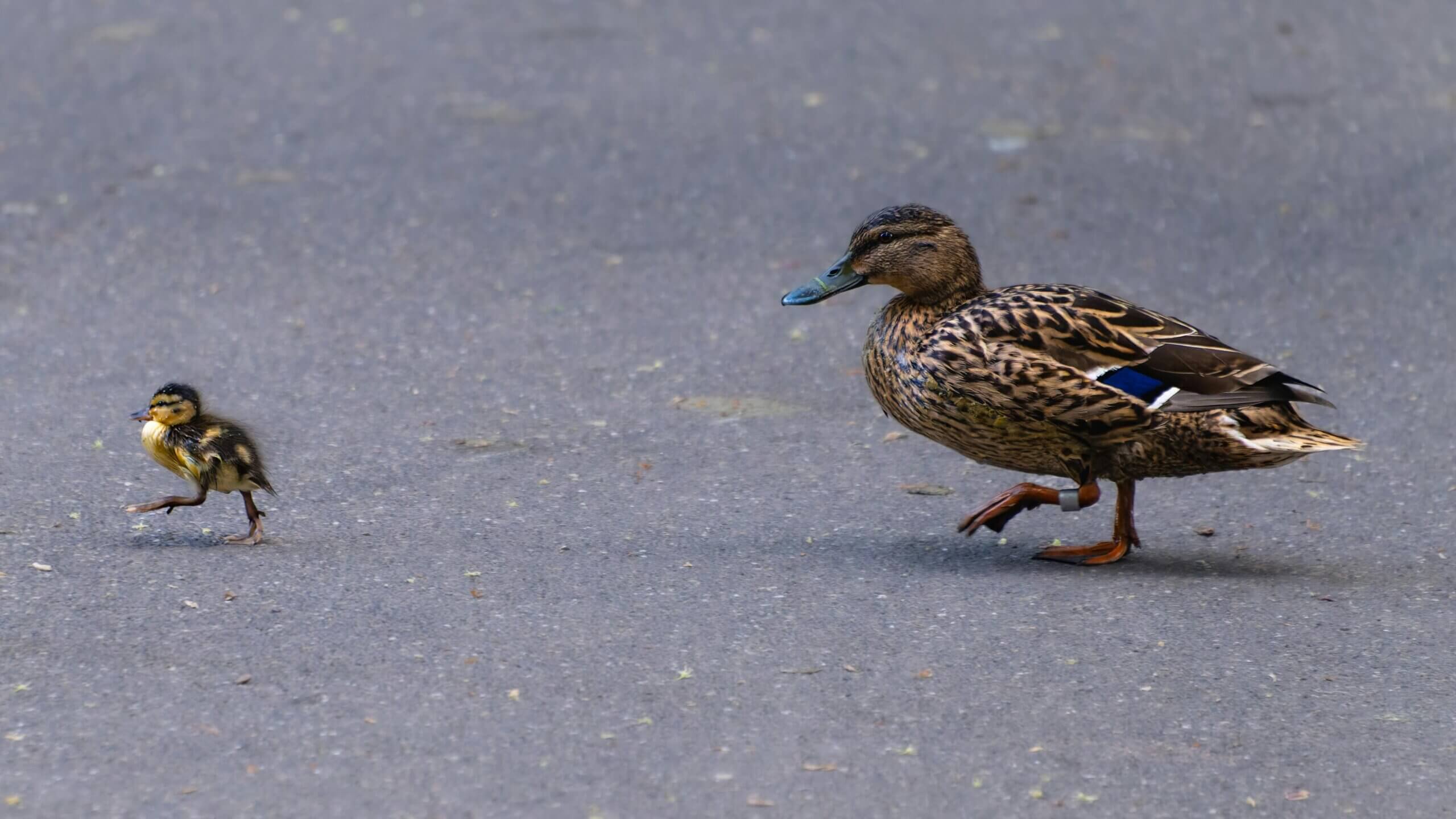 Mallard duck and duckling walking on pavement, duckling leading the way.