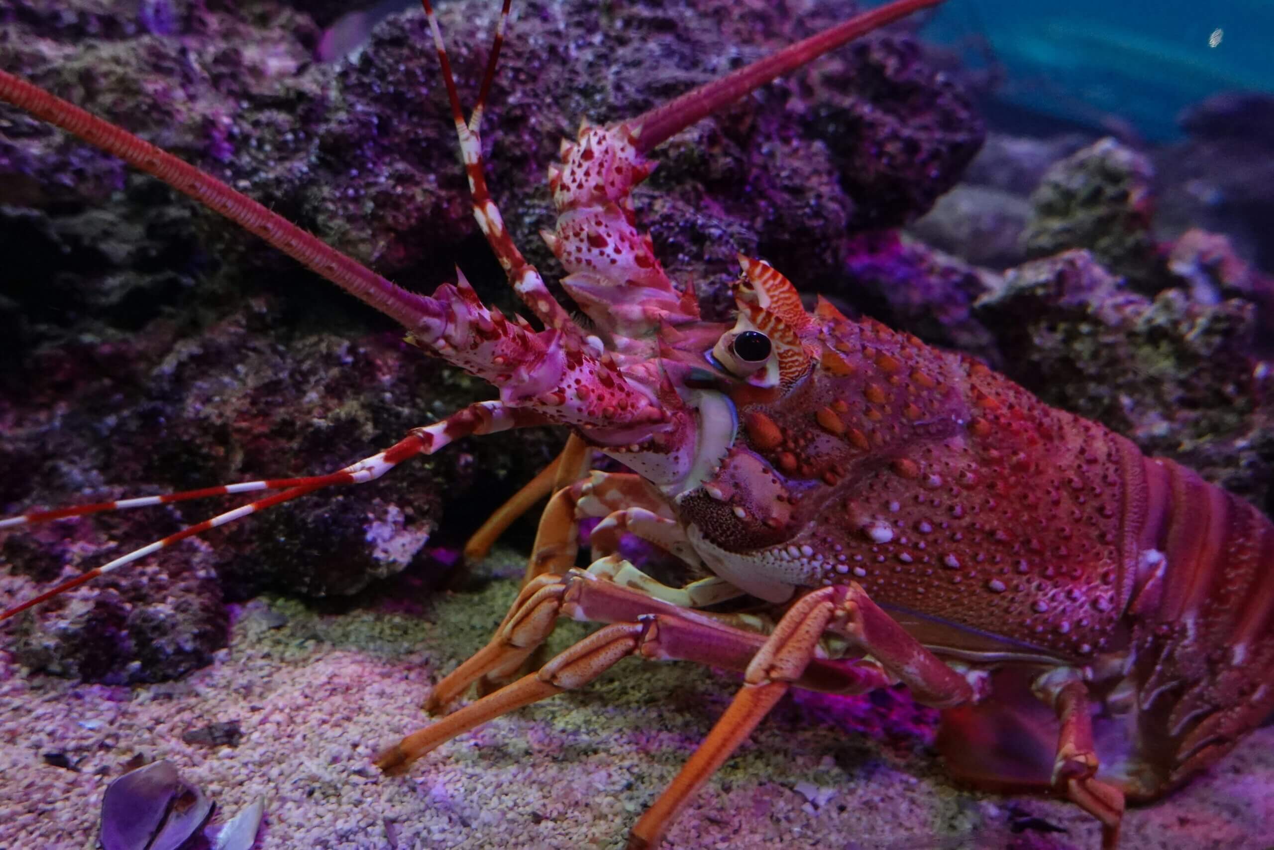 Close-up of a red spiny lobster on a rocky seabed with purple lighting.