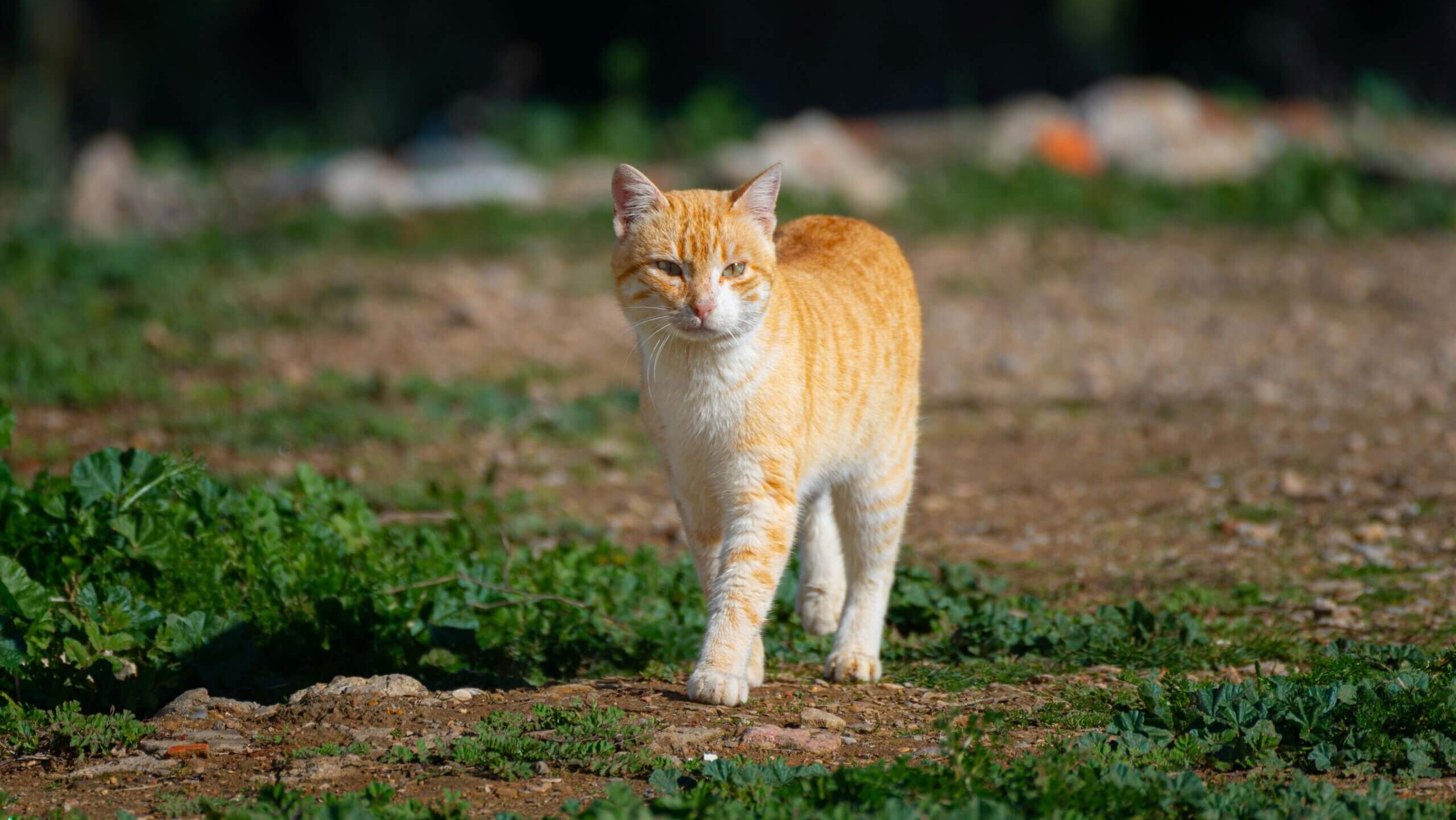 Orange and white tabby cat walking on a dirt path with green plants around.
