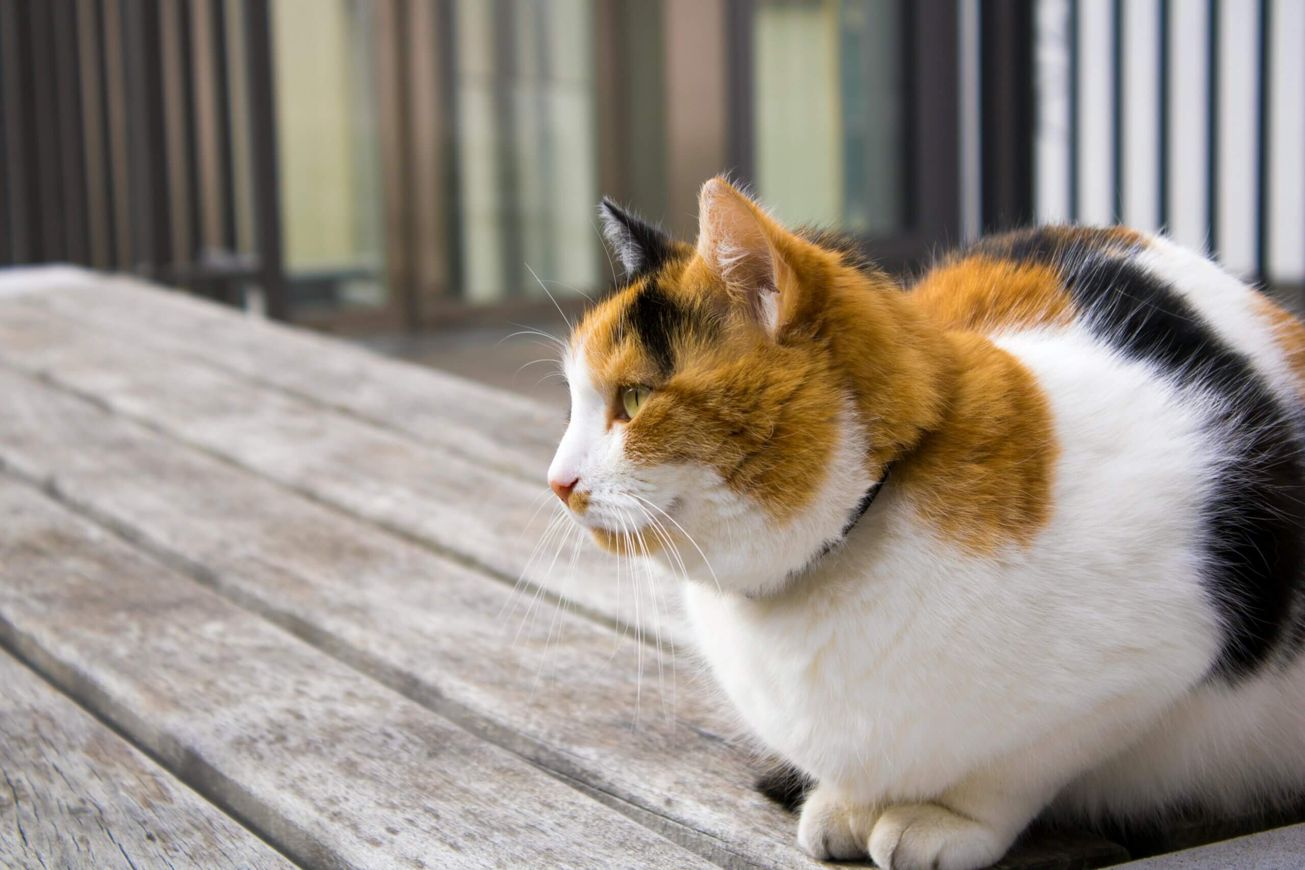Calico cat with orange, black, and white fur sitting on a wooden surface looking to the left.