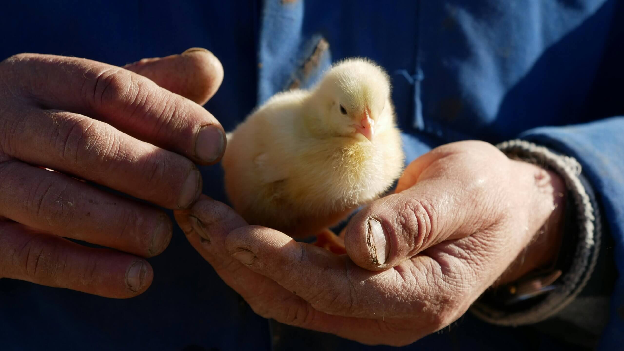 Yellow chick resting in the hands of a person wearing a blue jacket with worn fingernails.