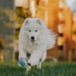 White Samoyed dog running on grass chasing a blue and green tennis ball outdoors