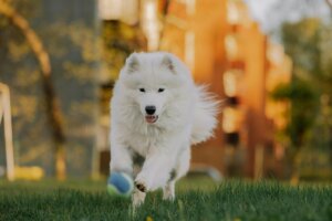 White Samoyed dog running on grass chasing a blue and green tennis ball outdoors