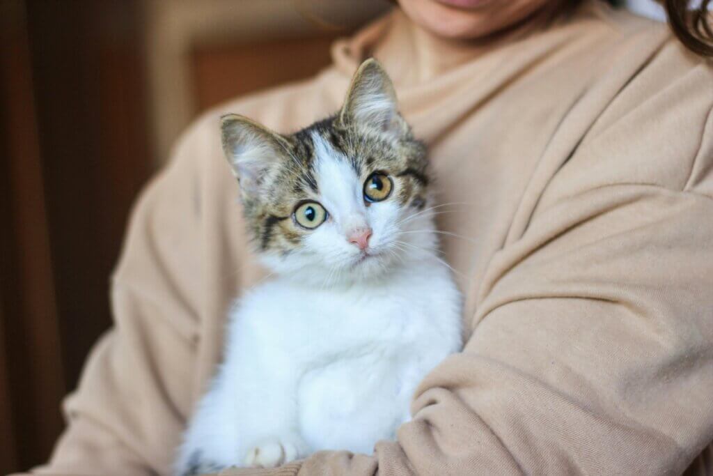 White and tabby kitten with green eyes being held by a person in a beige sweater