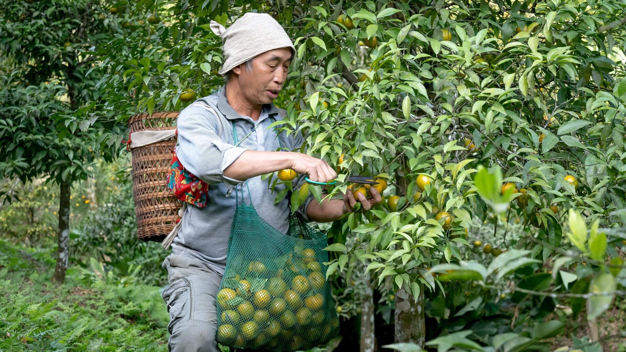 Man wearing a hat harvesting ripe oranges from a tree with a basket and mesh bag in an orchard