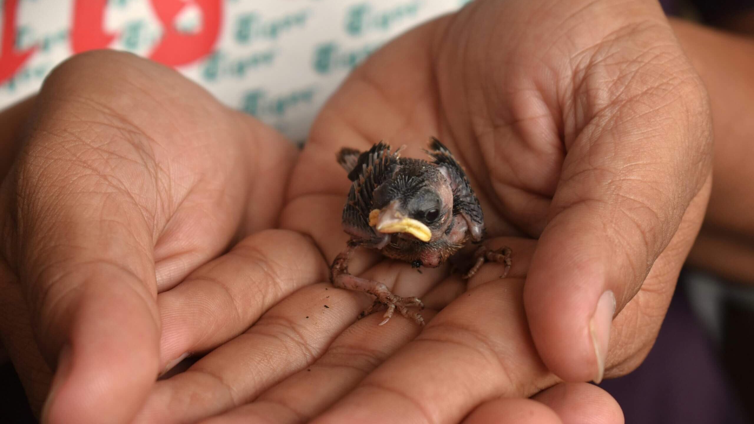 Newly hatched baby bird with sparse feathers resting in cupped hands