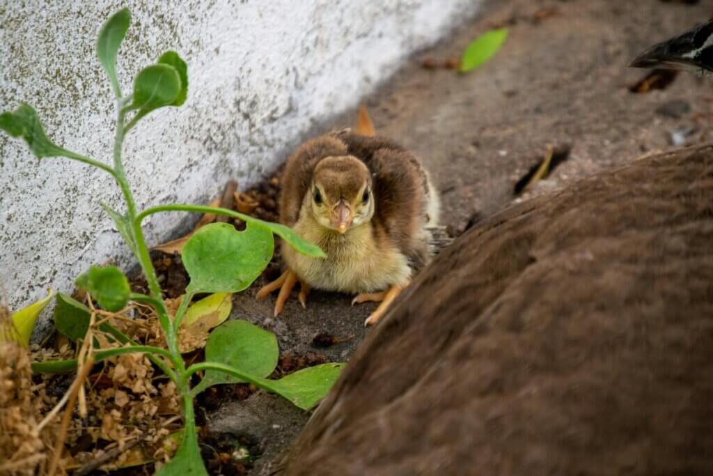 Brown peafowl chick sitting on the ground near green plants and an adult peafowl's body.