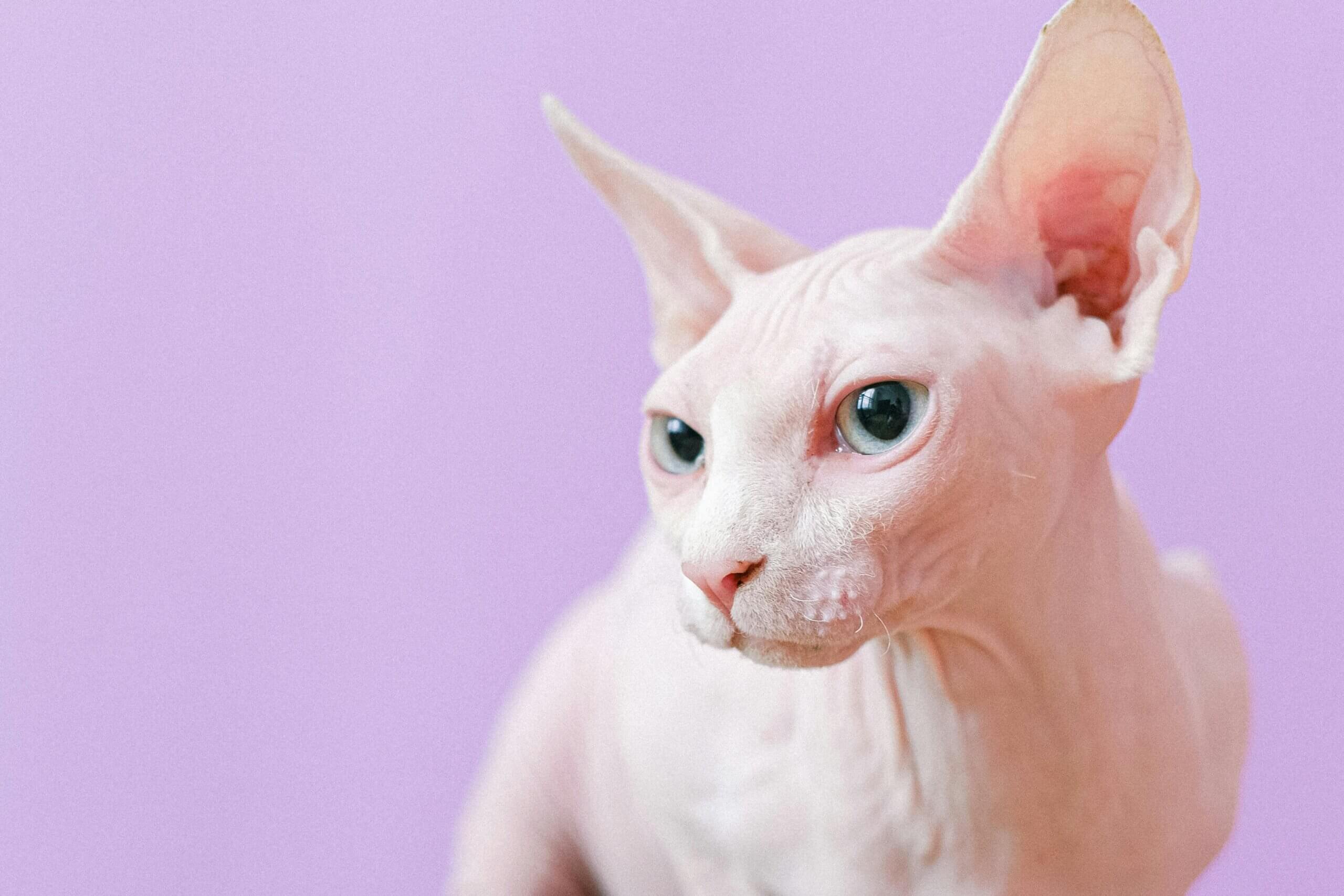 Close-up of a hairless Sphynx cat with blue eyes against a purple background