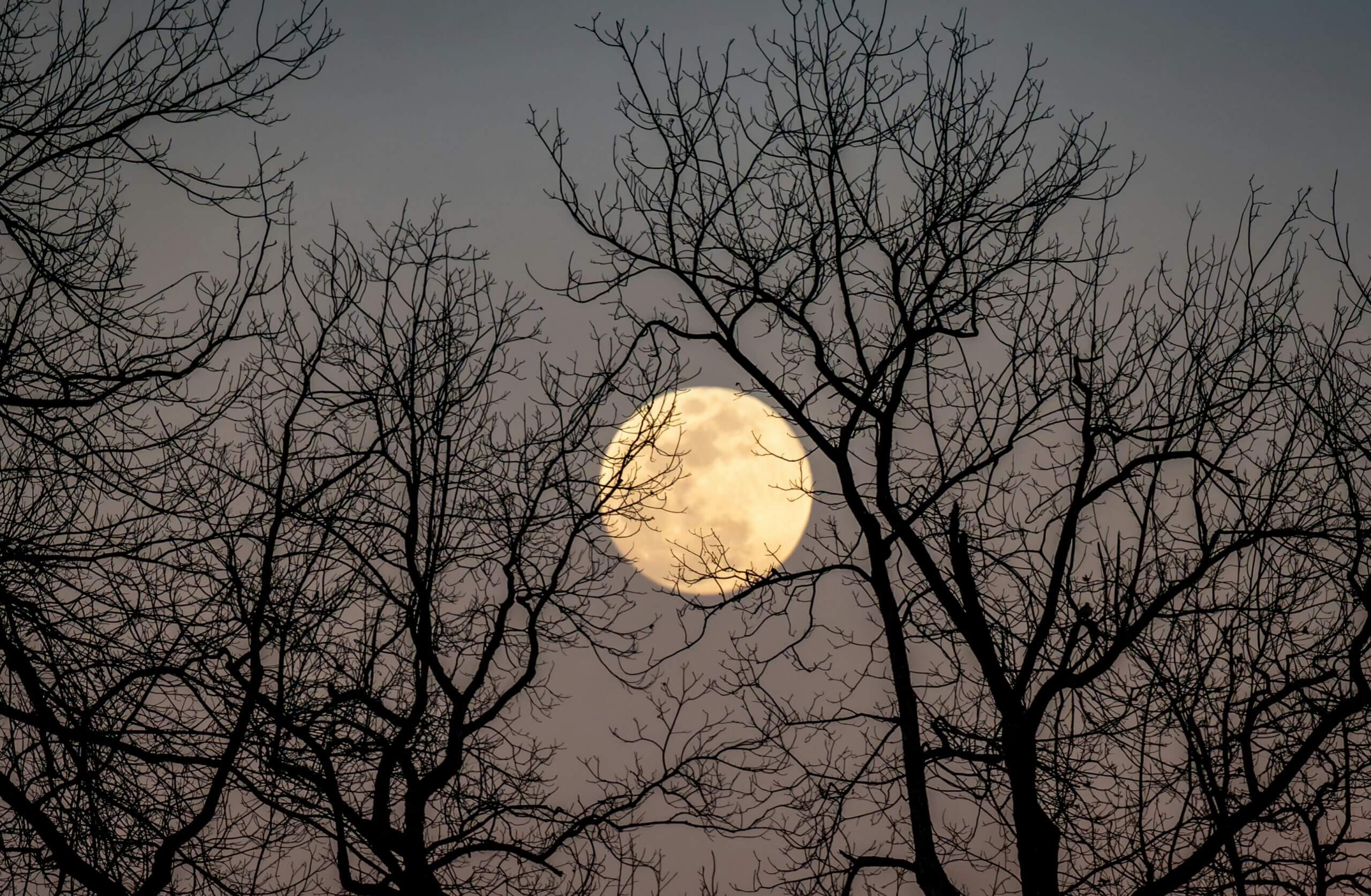 Full moon visible through leafless tree branches at dusk