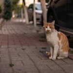 Orange and white cat sitting on a sidewalk next to a parked black car at dusk
