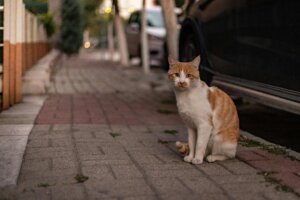 Orange and white cat sitting on a sidewalk next to a parked black car at dusk