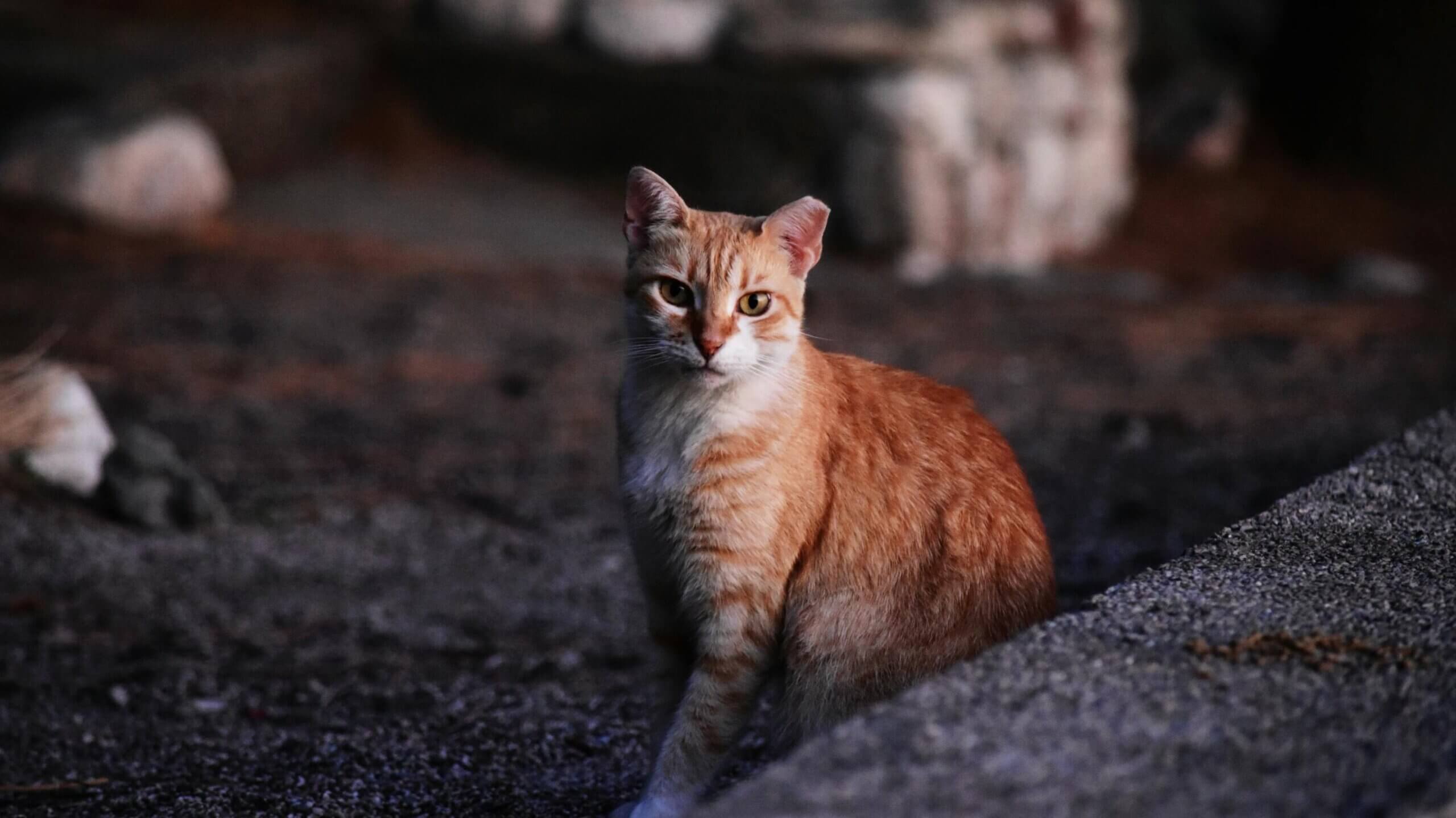 Orange tabby cat sitting on gravel near a concrete edge at dusk
